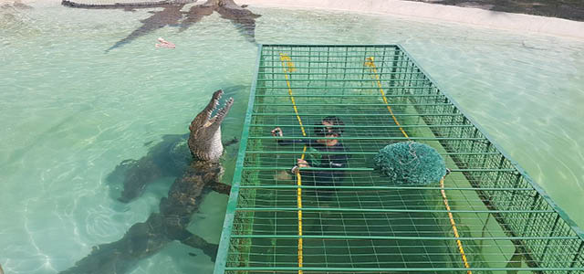 African Croc Dive