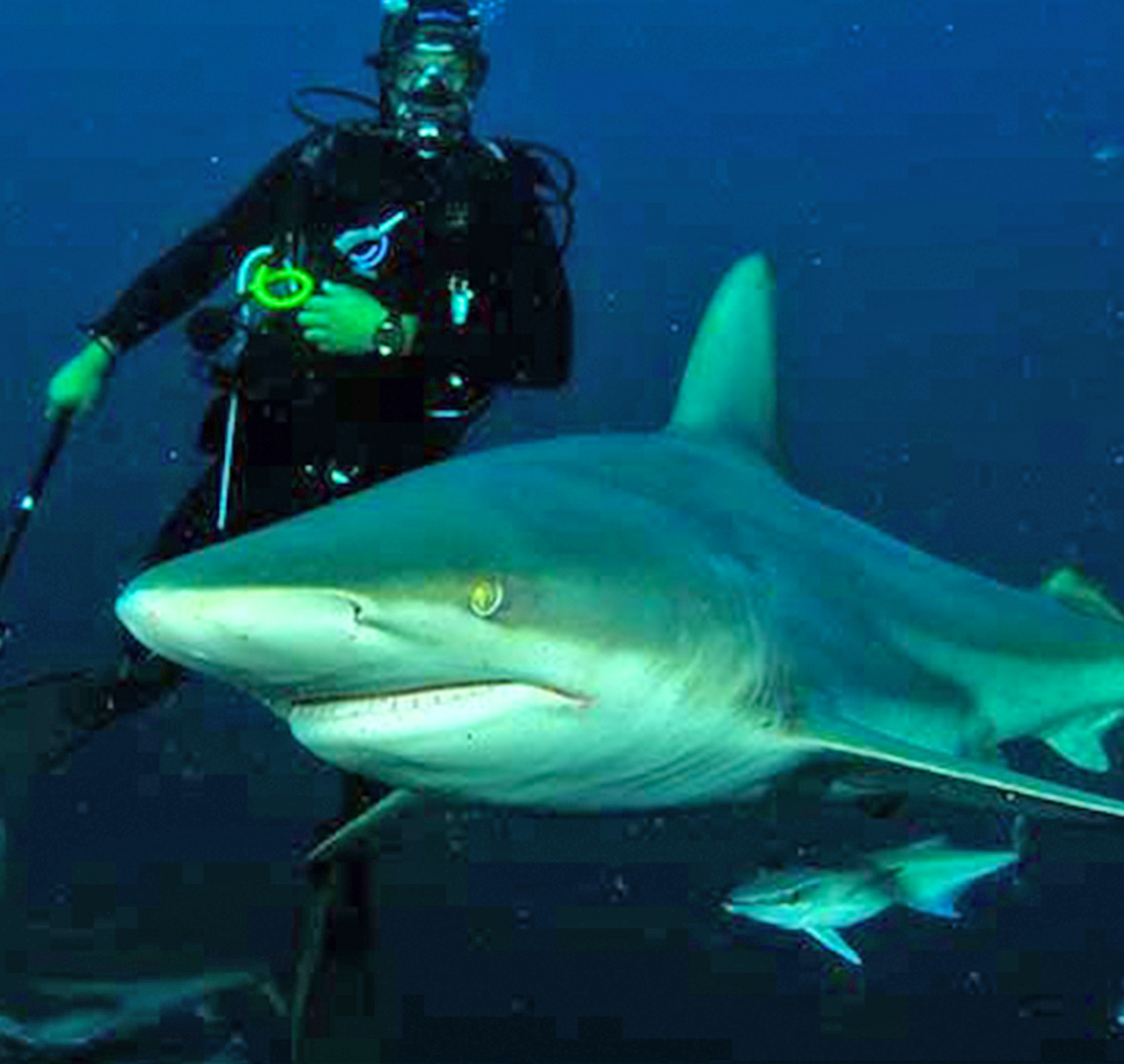 Aliwal Dive Centre