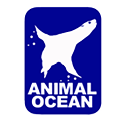 Animal Ocean Seal Snorkeling