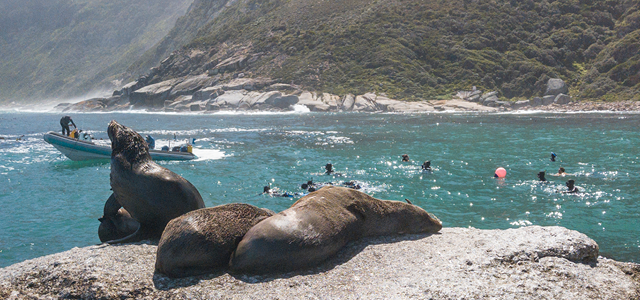 Animal Ocean Seal Snorkeling