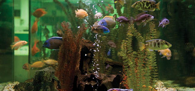 Aquatic Solutions