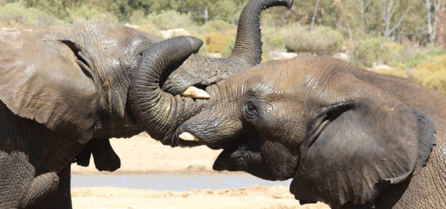 Aquila Game Reserve