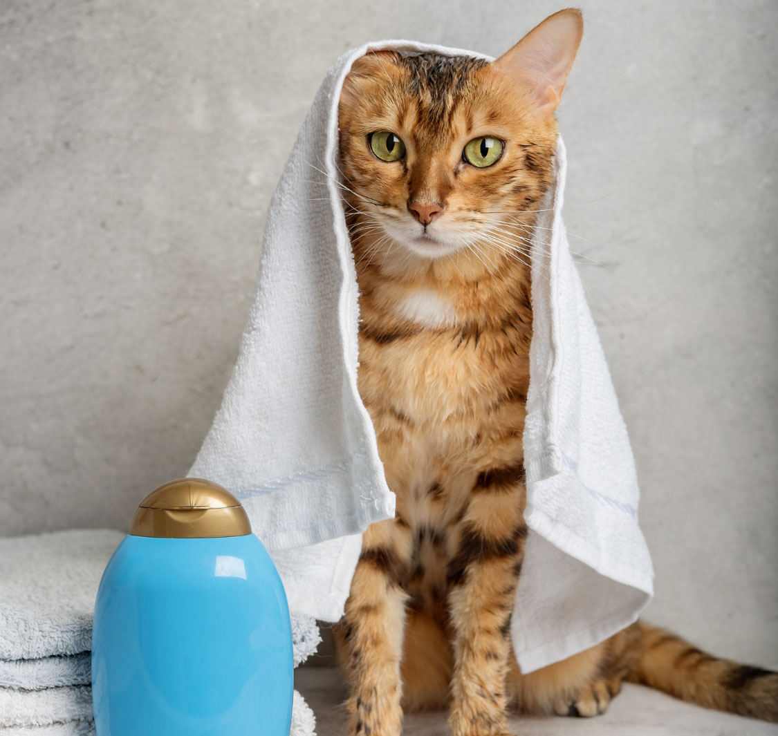 بست بتس أنليميتد