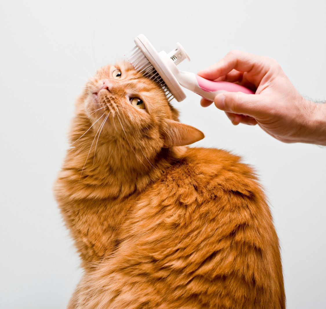 بست بتس أنليميتد