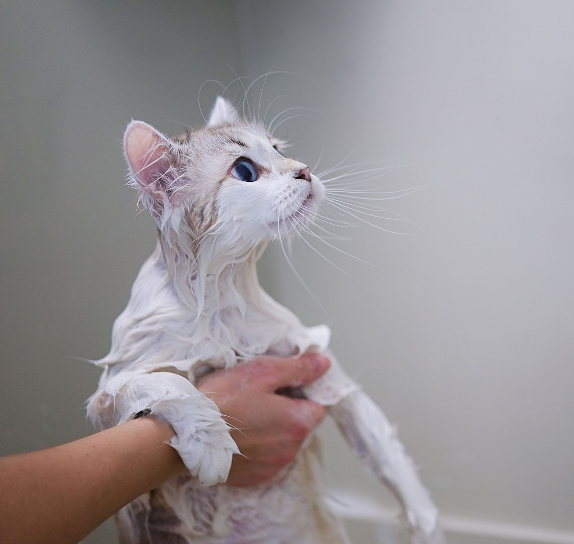 بست بتس أنليميتد