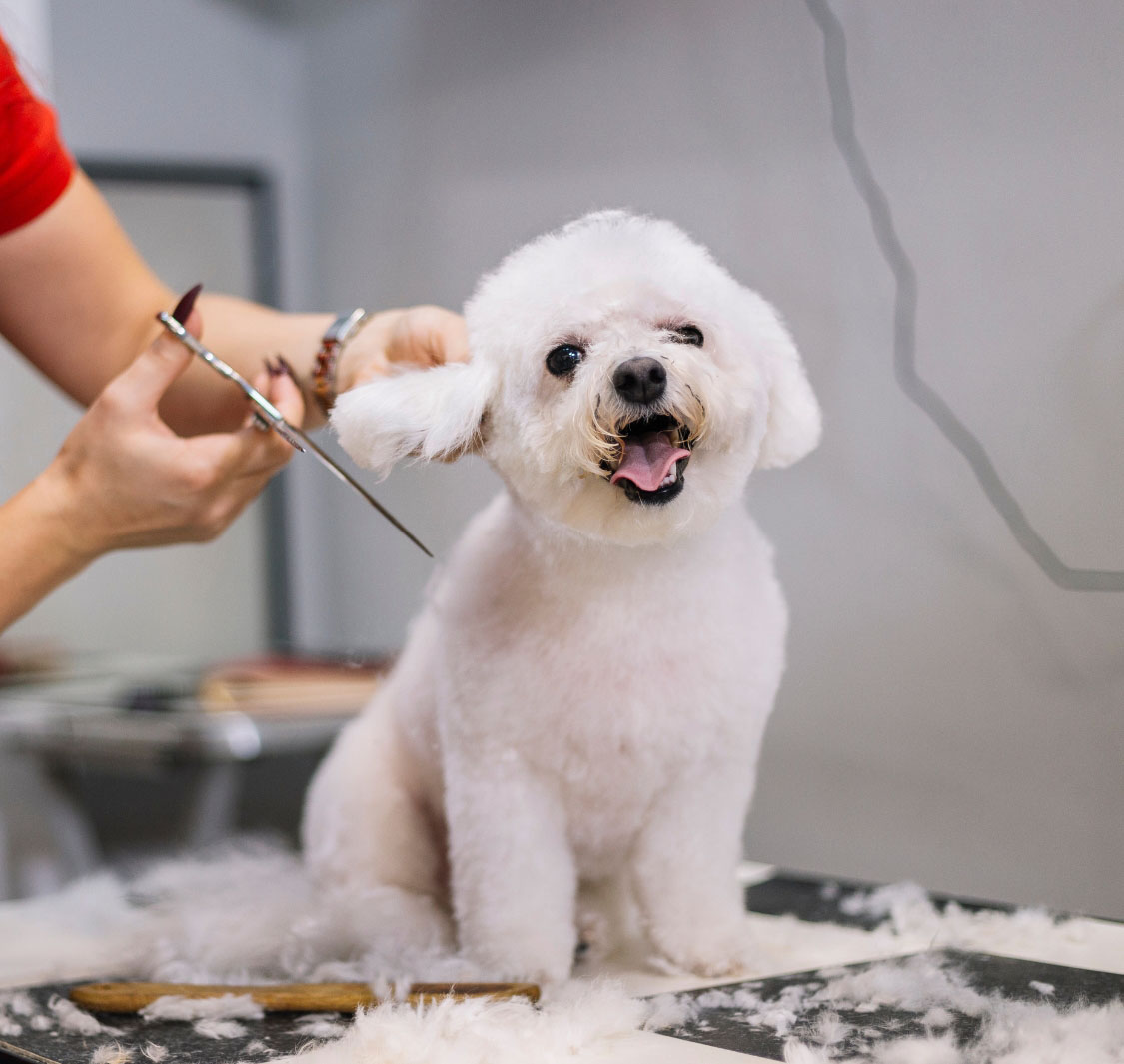 بست بتس أنليميتد