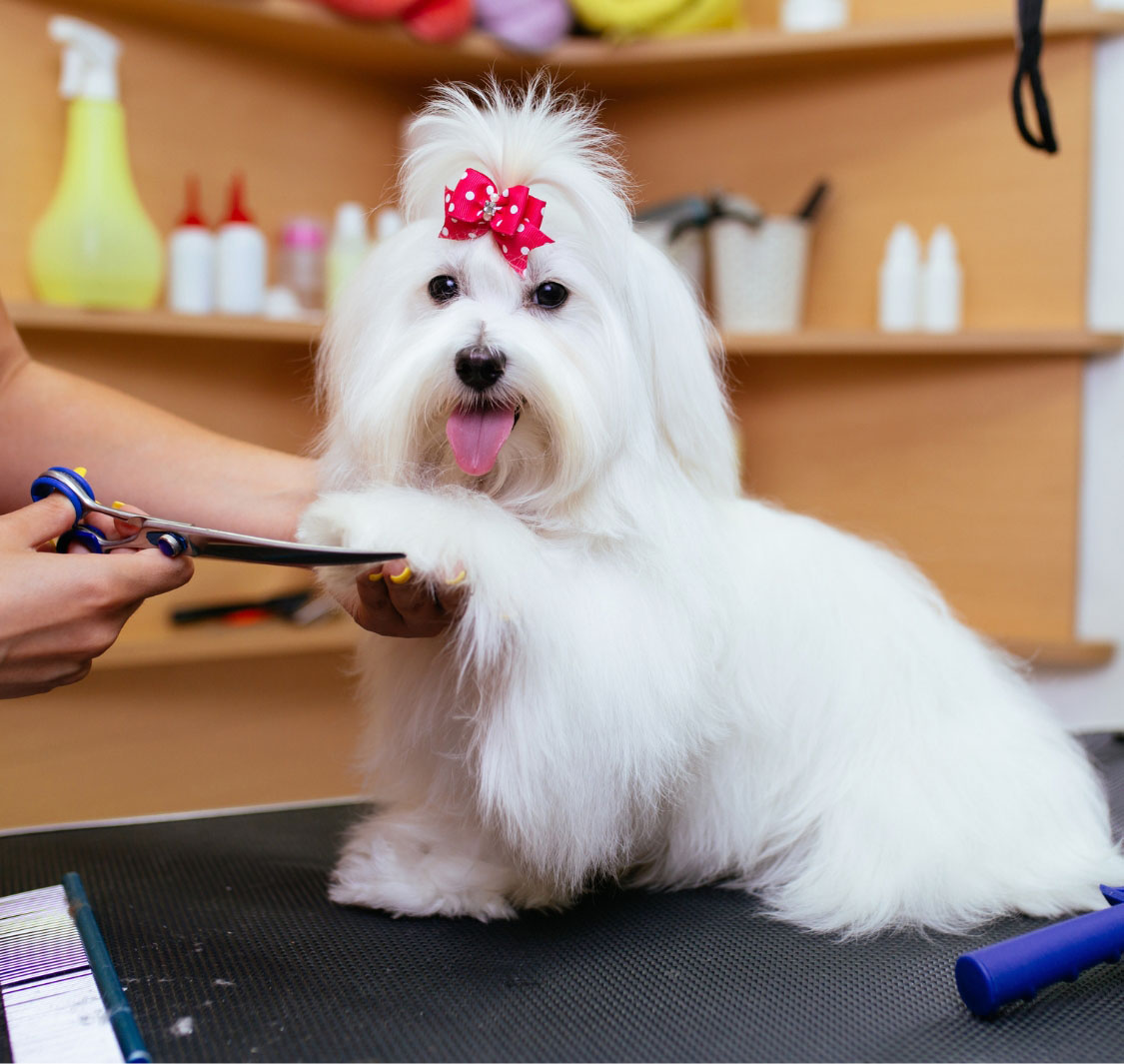 بست بتس أنليميتد