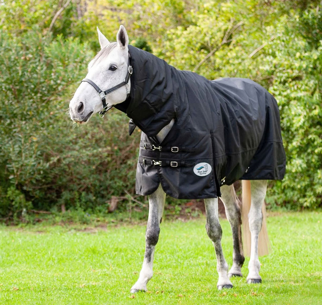 Blue Steel Equestrian