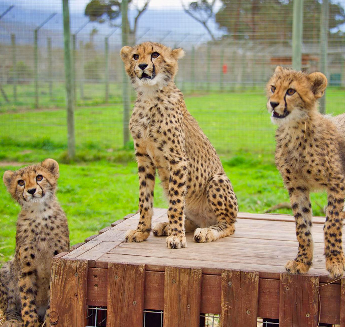 Cheetah Outreach