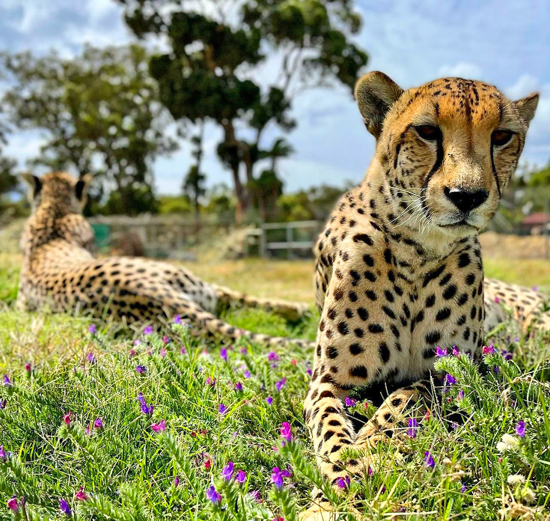 Cheetah Outreach
