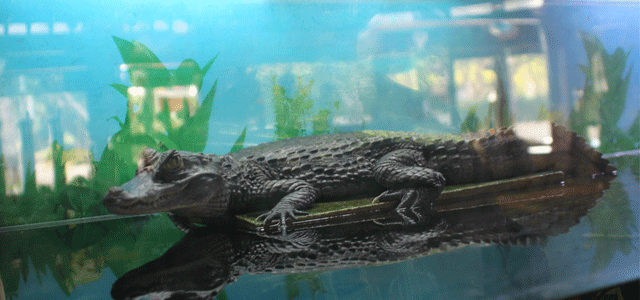 Crocodile Pub