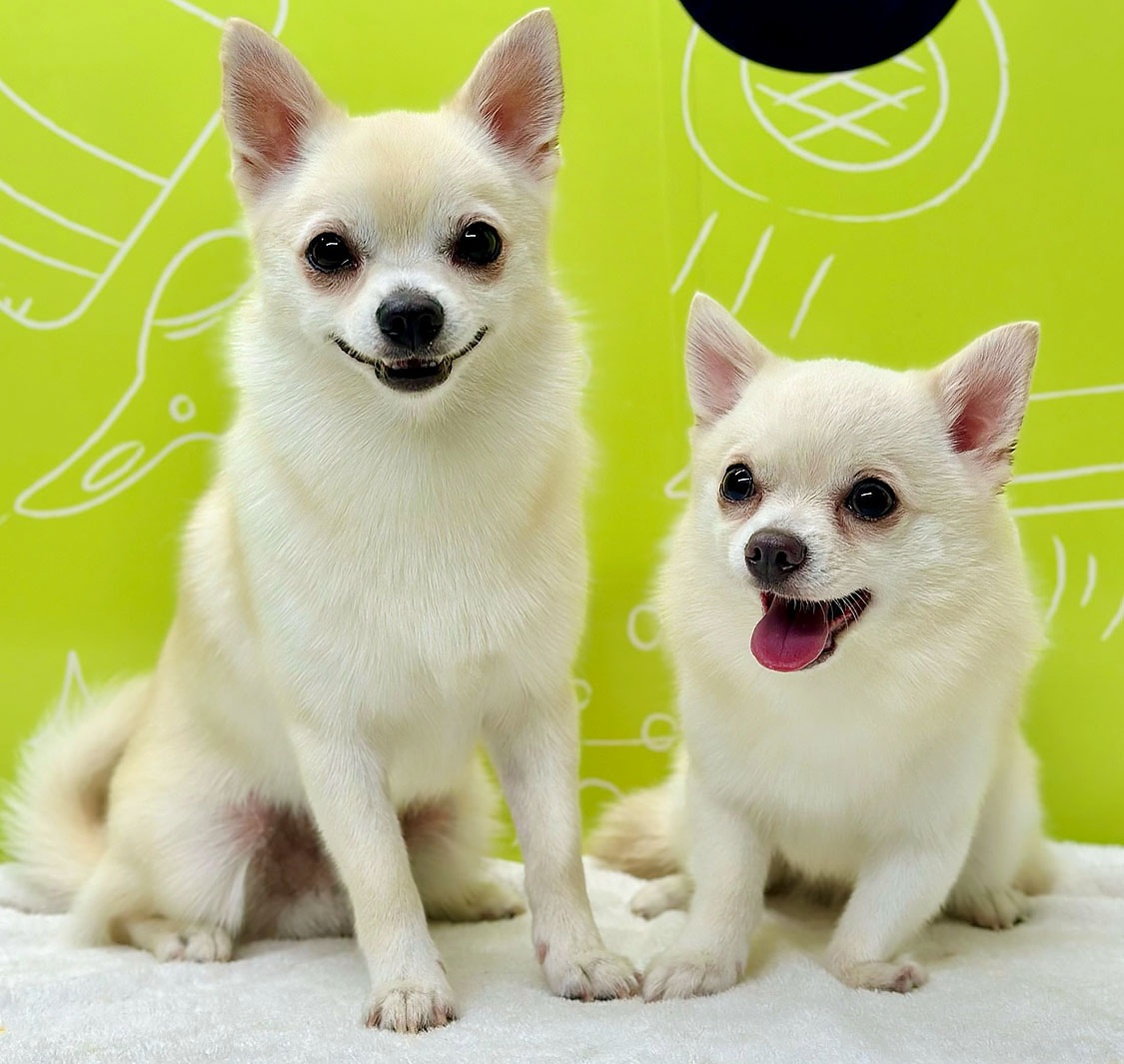 Doog Domestic Pets Grooming