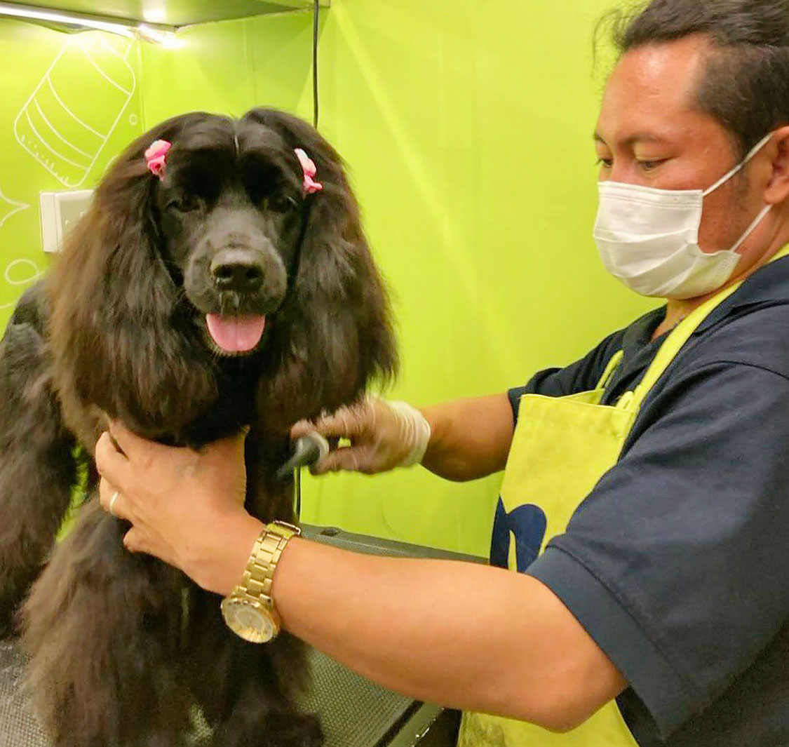 Doog Domestic Pets Grooming