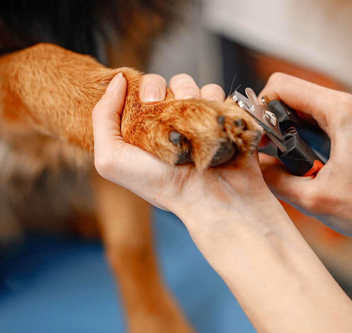 Doog Domestic Pets Grooming