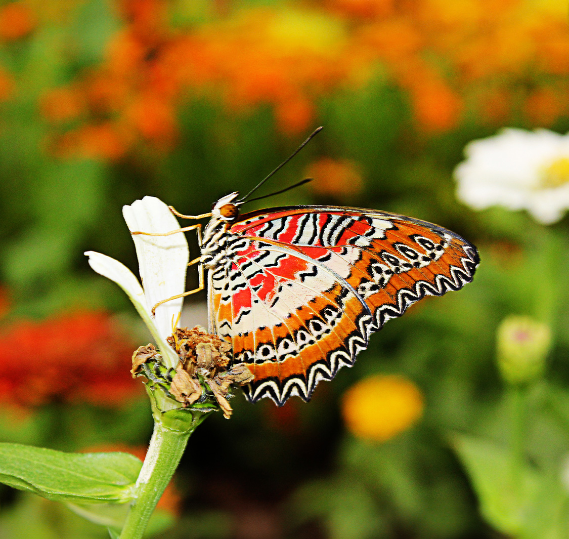 Dubai Butterfly Garden