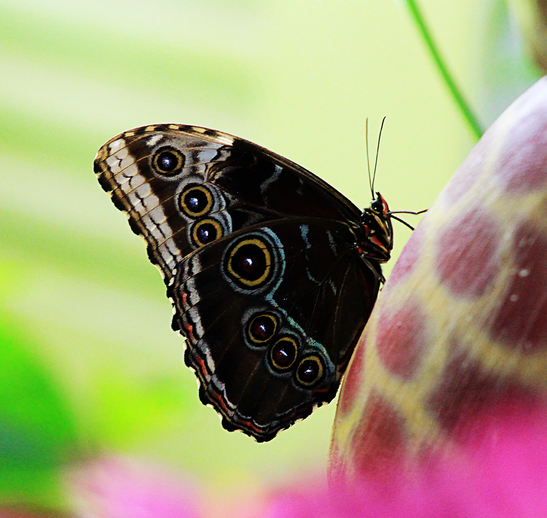 Dubai Butterfly Garden