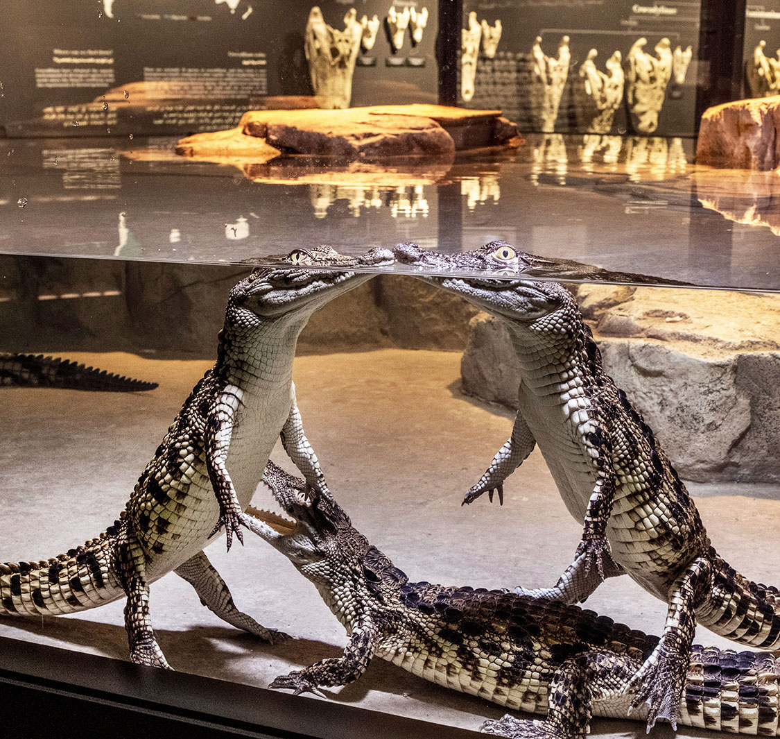 Dubai Crocodile Park