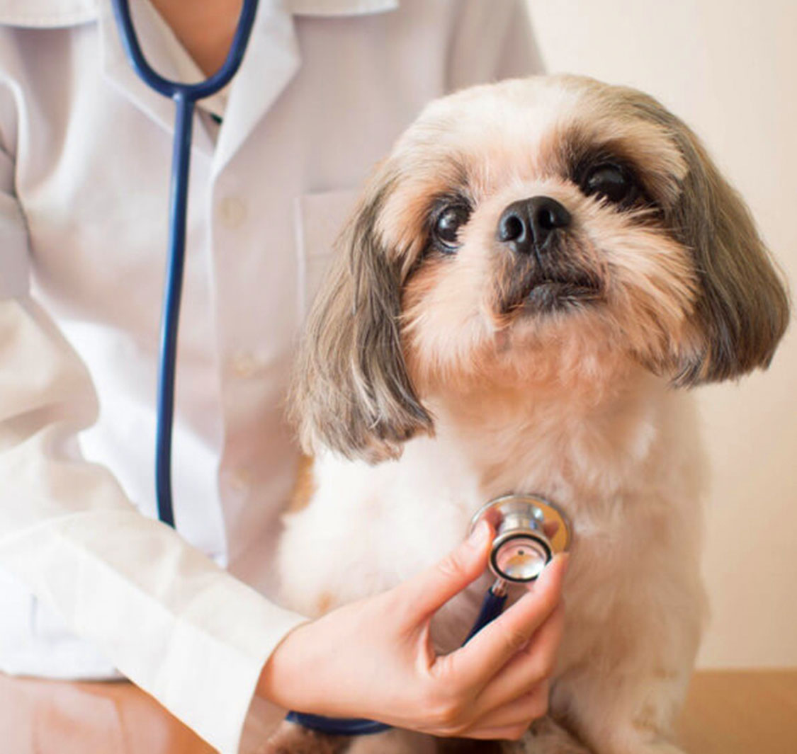 Elite Pet Veterinary Clinic