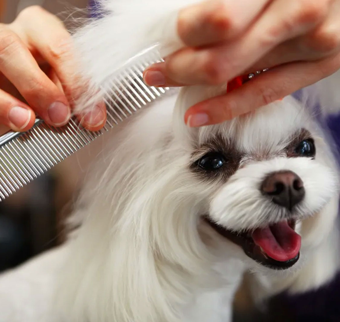 Elite Pet Veterinary Clinic