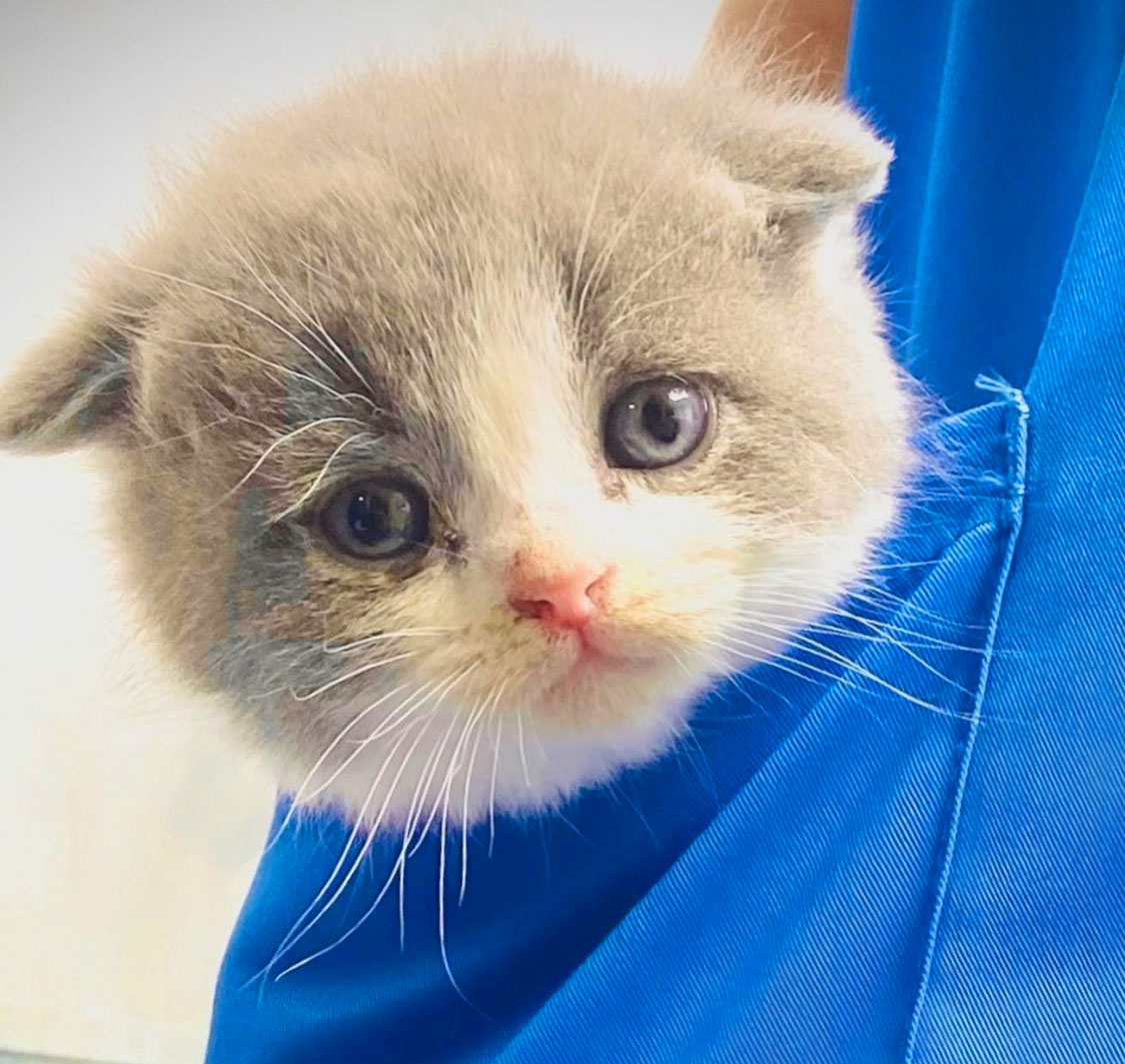 Elite Pet Veterinary Clinic