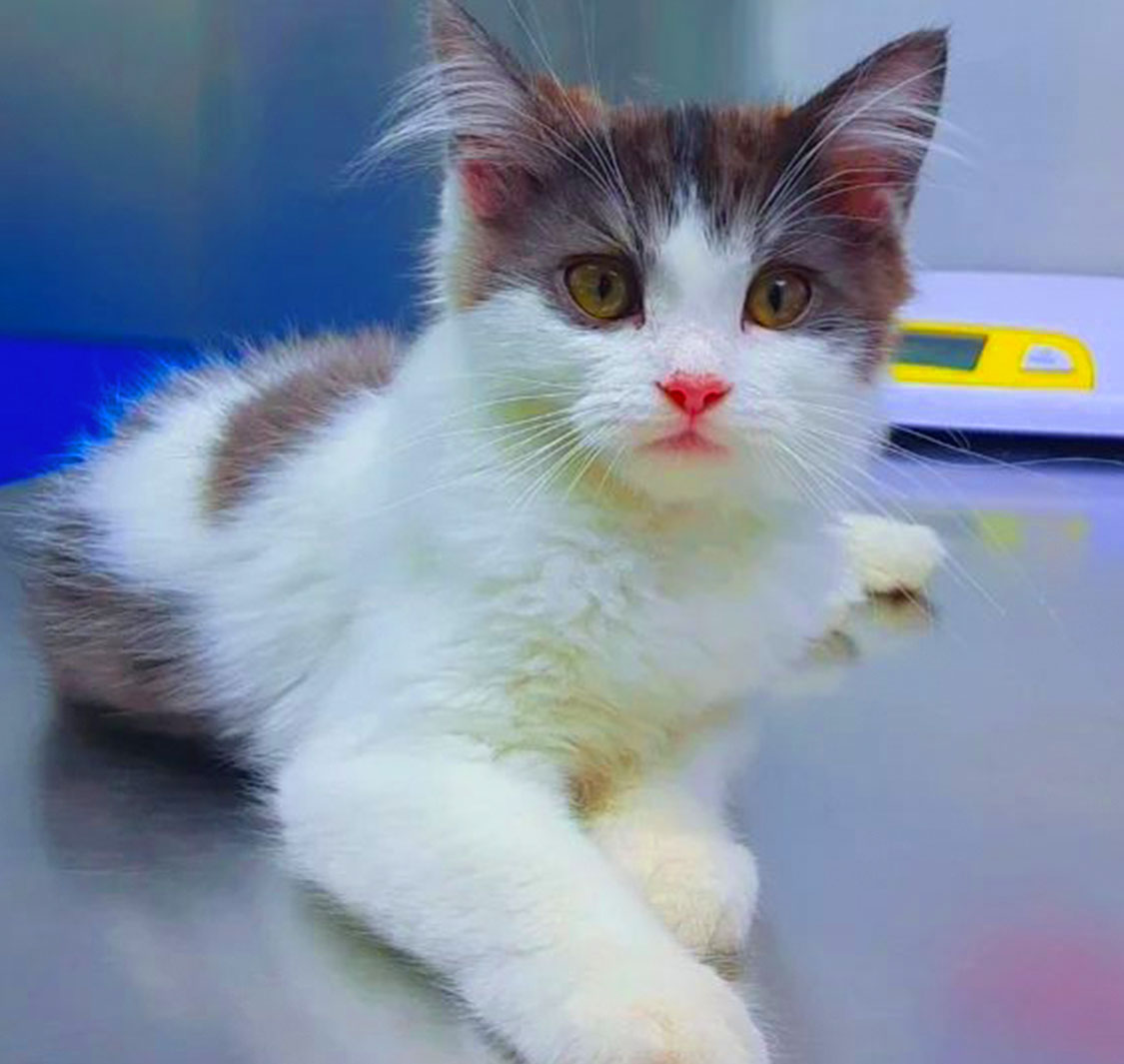 Elite Pet Veterinary Clinic