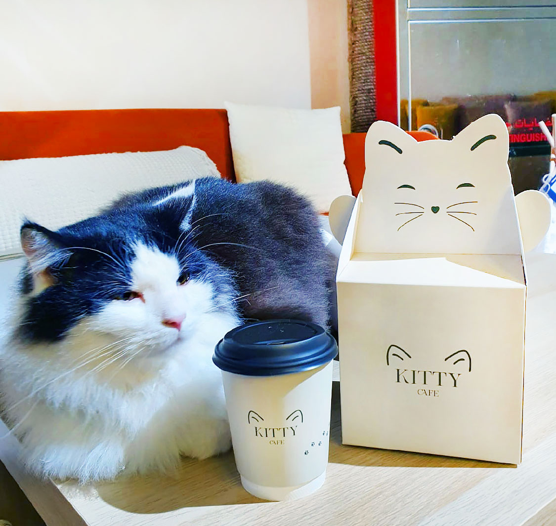 Kitty Cafe