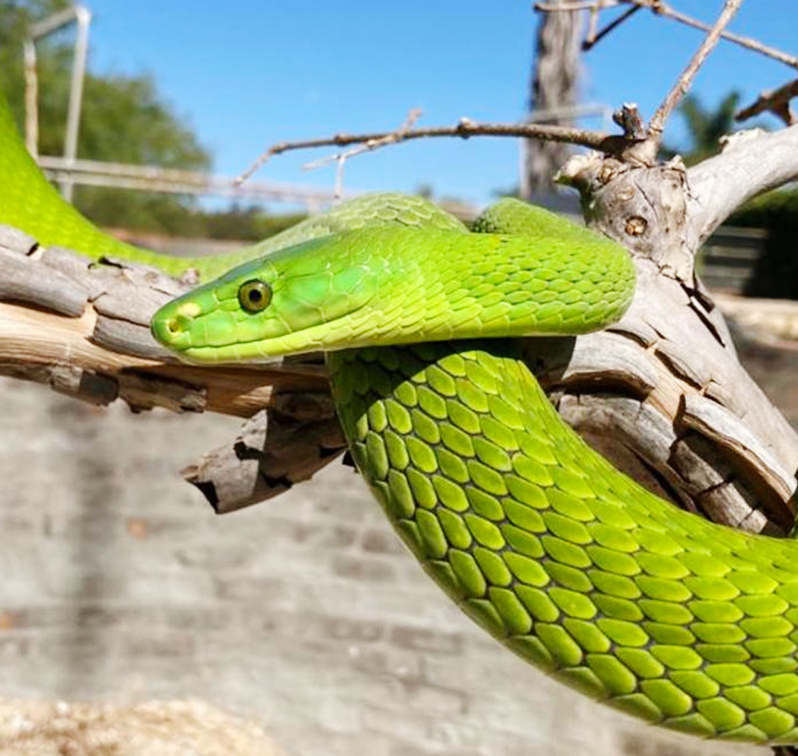 Le Bonheur Crocodile Farm