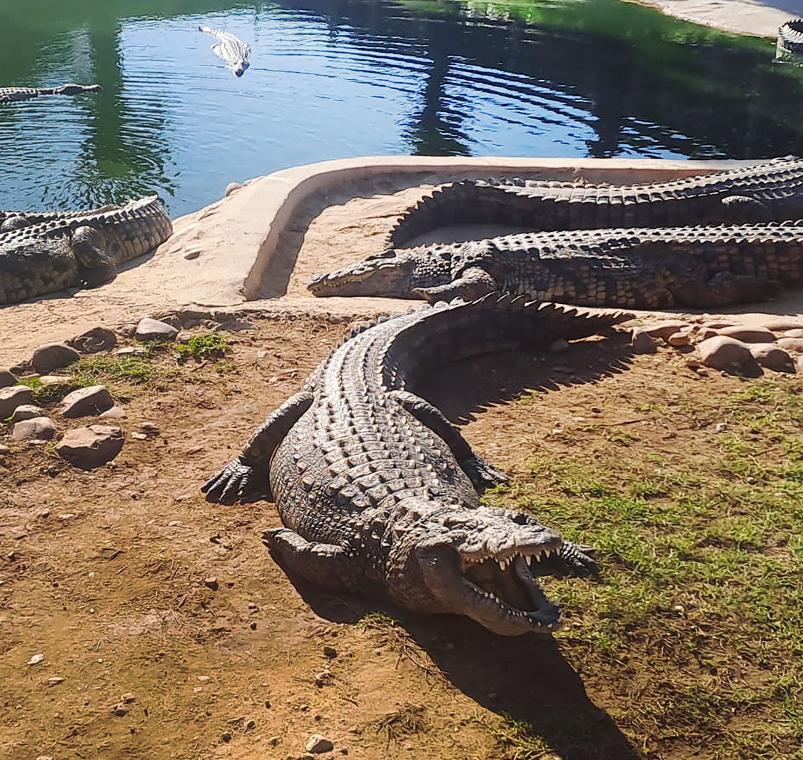 Le Bonheur Crocodile Farm