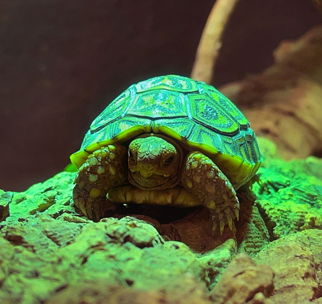 Le Bonheur Crocodile Farm