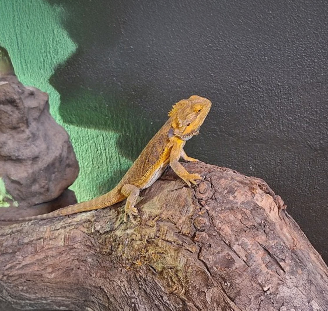 Le Bonheur Crocodile Farm