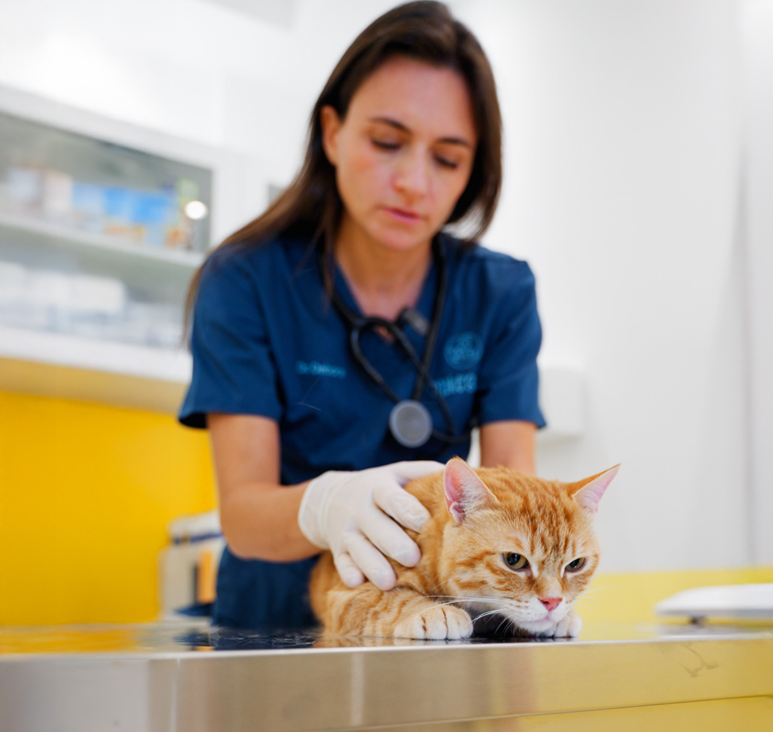 Mikes Veterinary Clinic