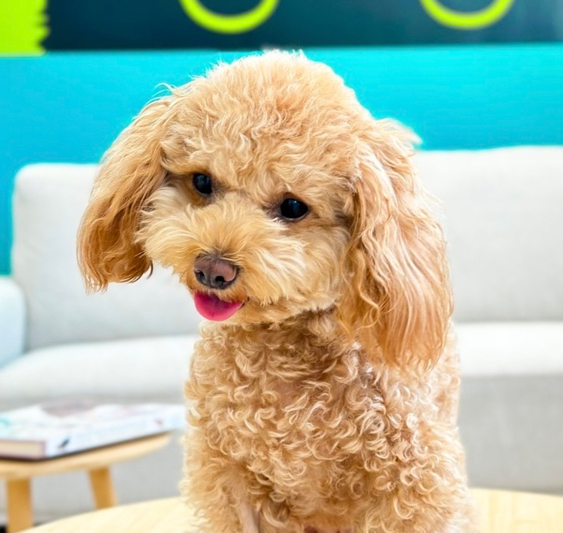 Mikes Veterinary Clinic