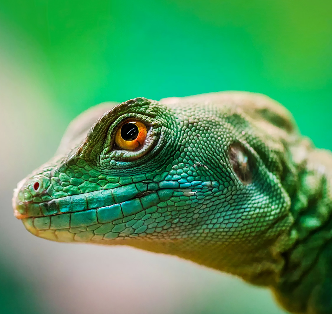 Ndlondlo Reptile Park