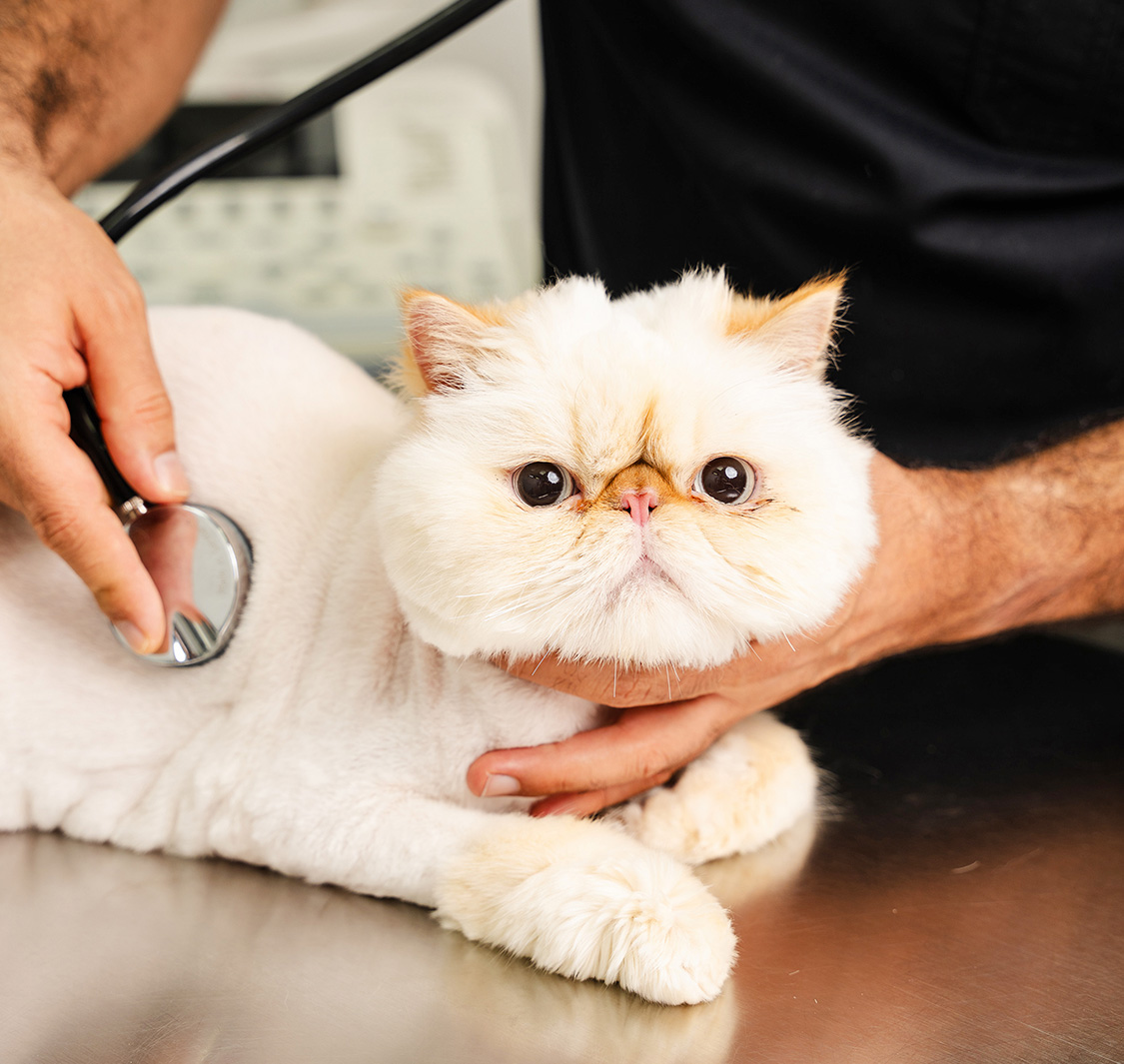 Noble Veterinary Clinic