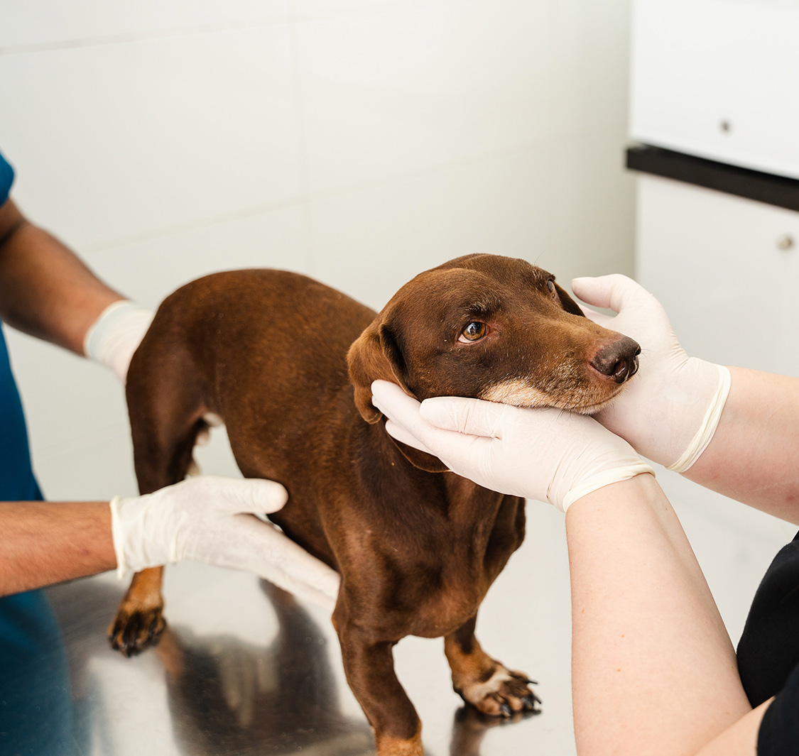 Noble Veterinary Clinic