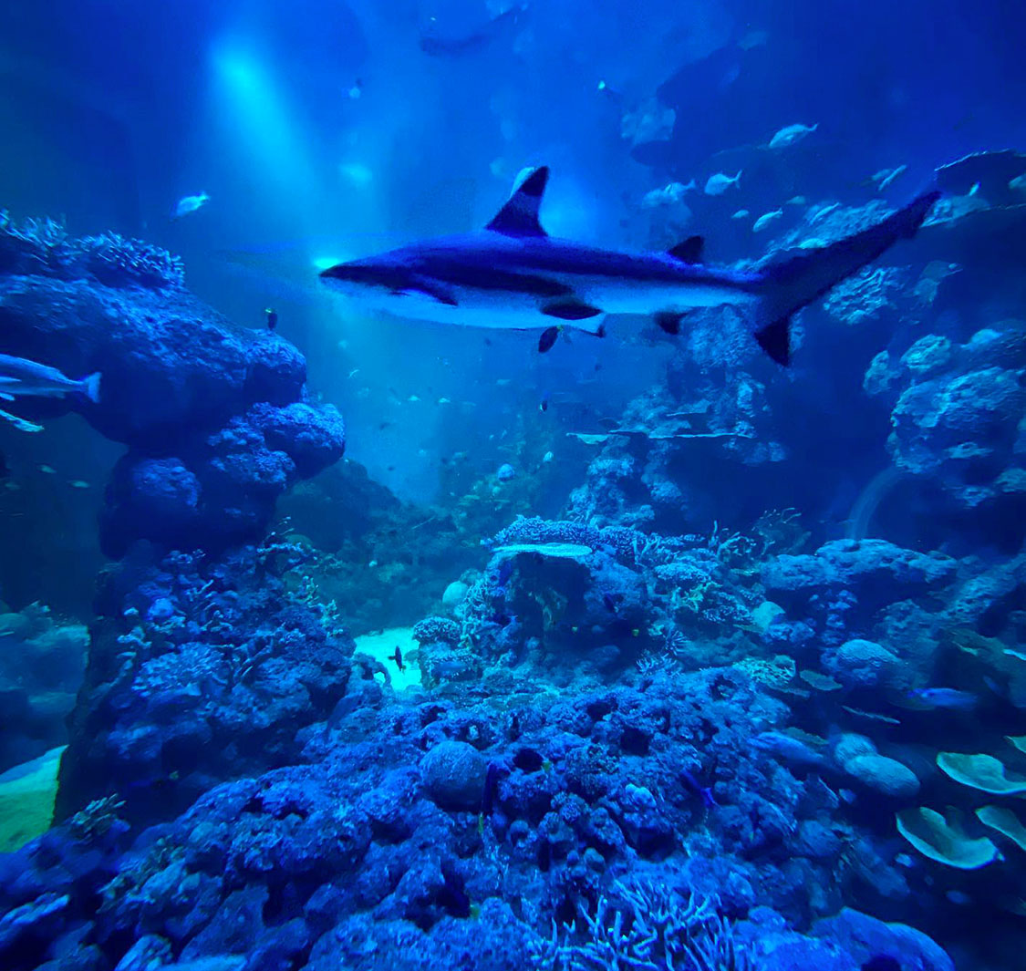 Oman Aquarium