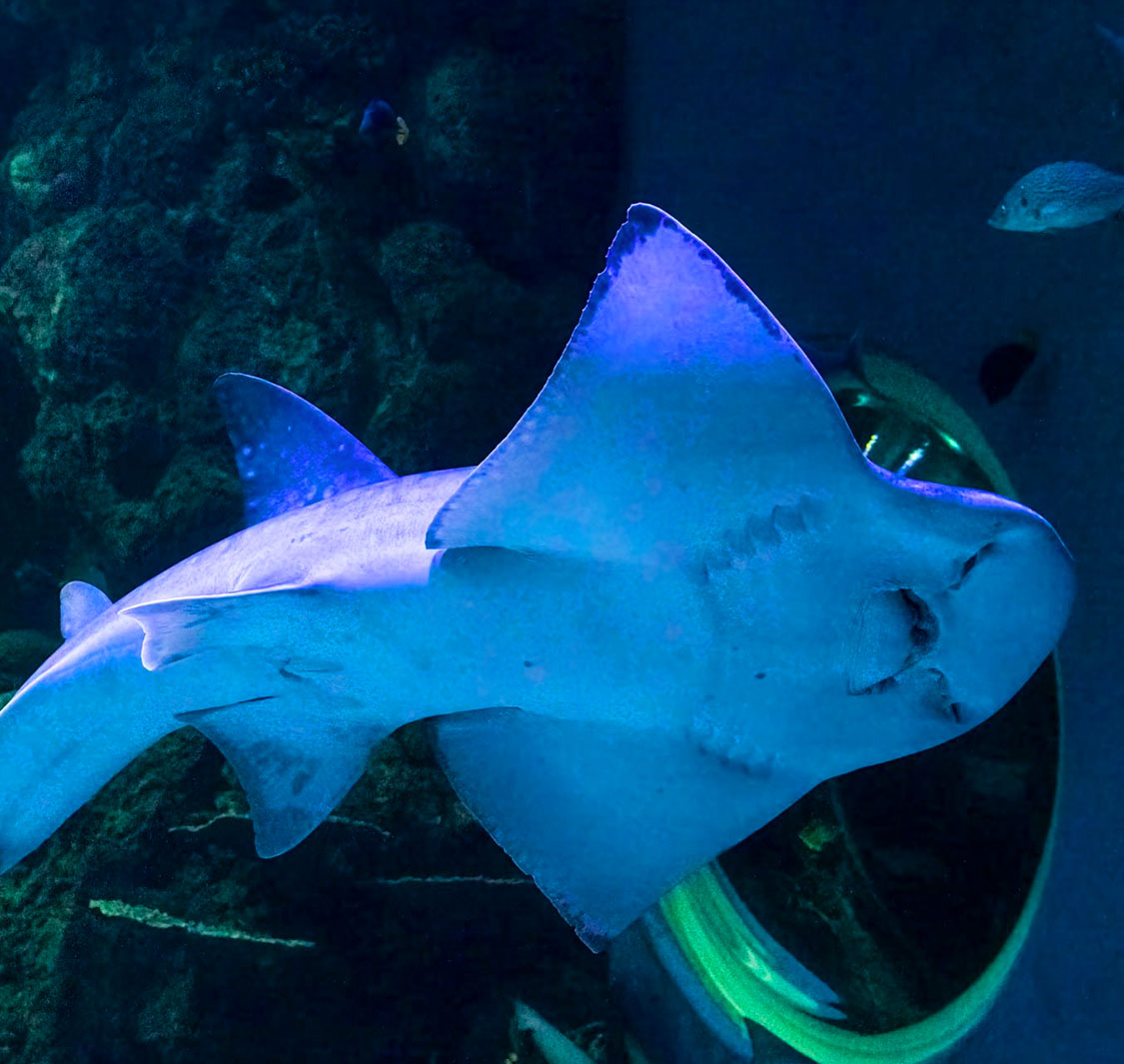 Oman Aquarium