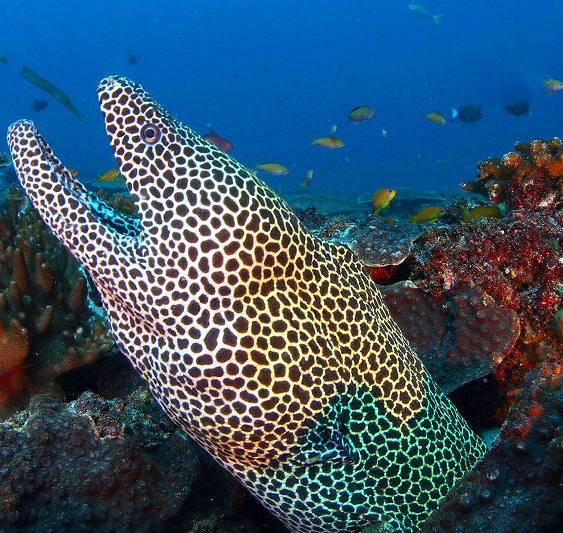 Oman Aquarium | | Buy One Get One Free | The ENTERTAINER