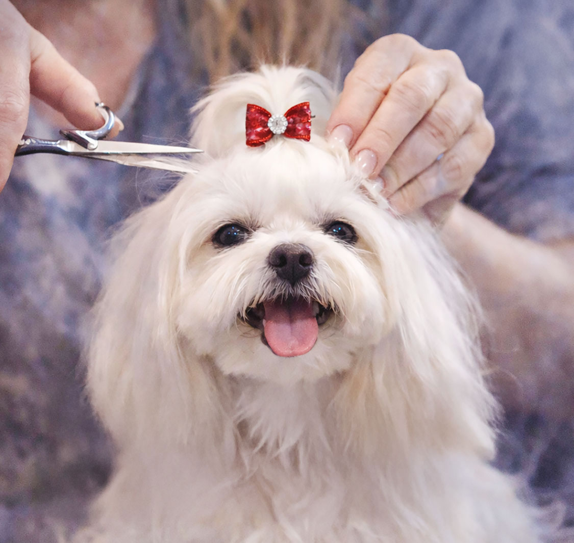 Pawz Mobile Grooming
