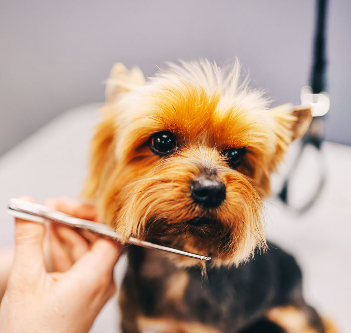 Pawz Mobile Grooming