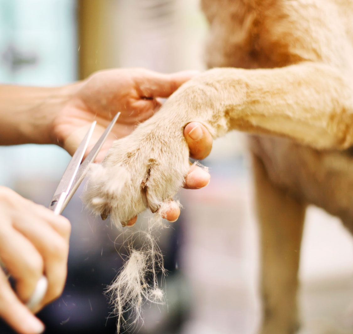 Pawz Mobile Grooming