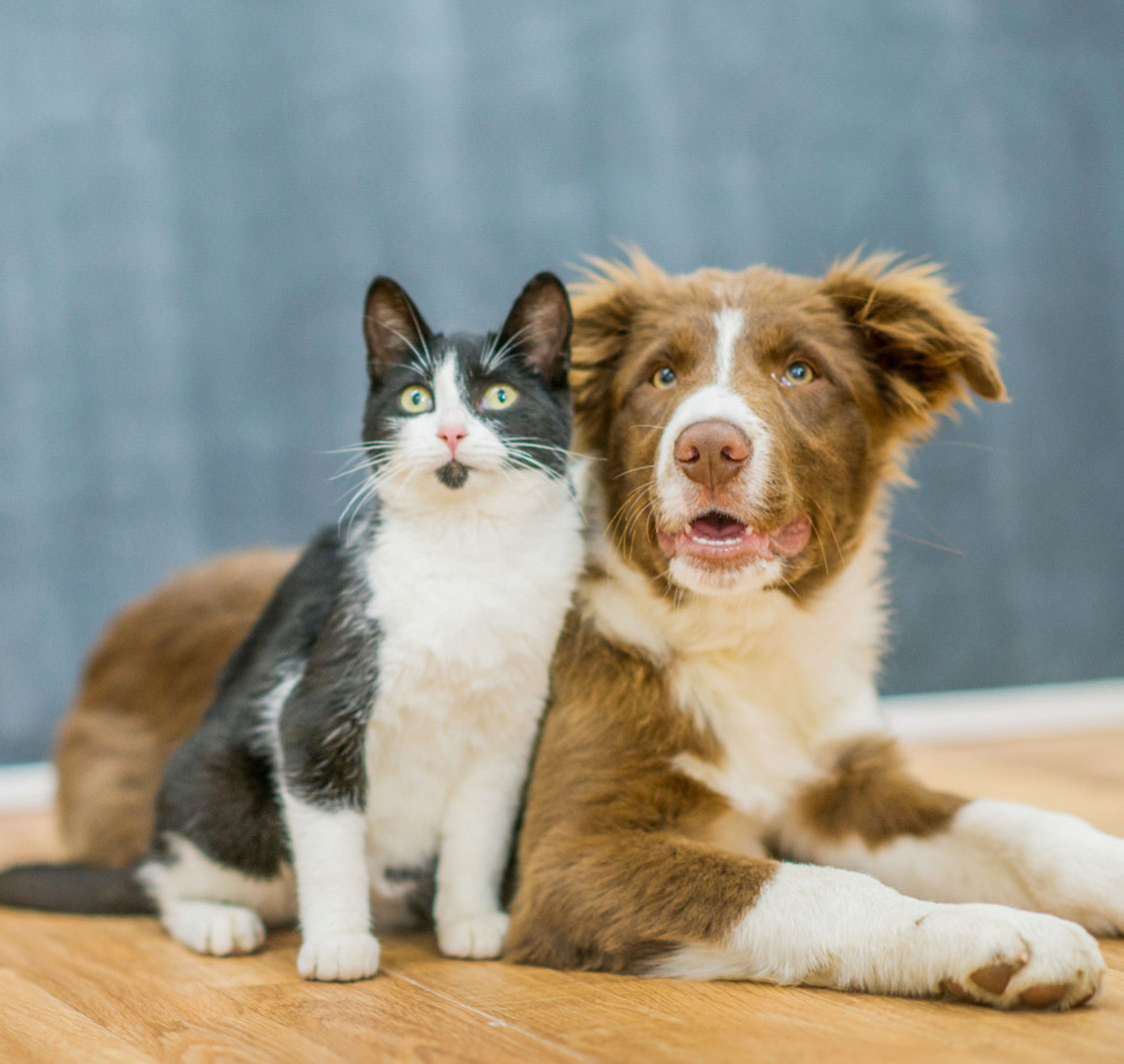 Fatpawz Pet Salon