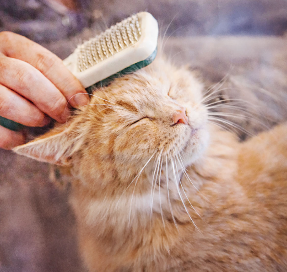 Fatpawz Pet Salon