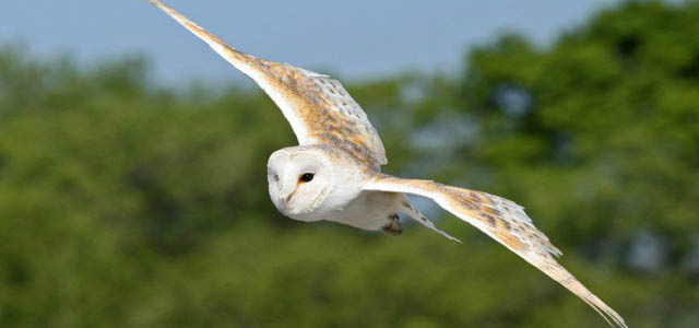 Perriswood Archery and Falconry Centre