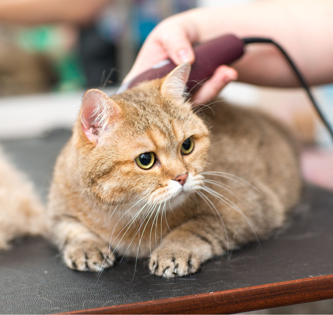 صالون حيوانات بوش