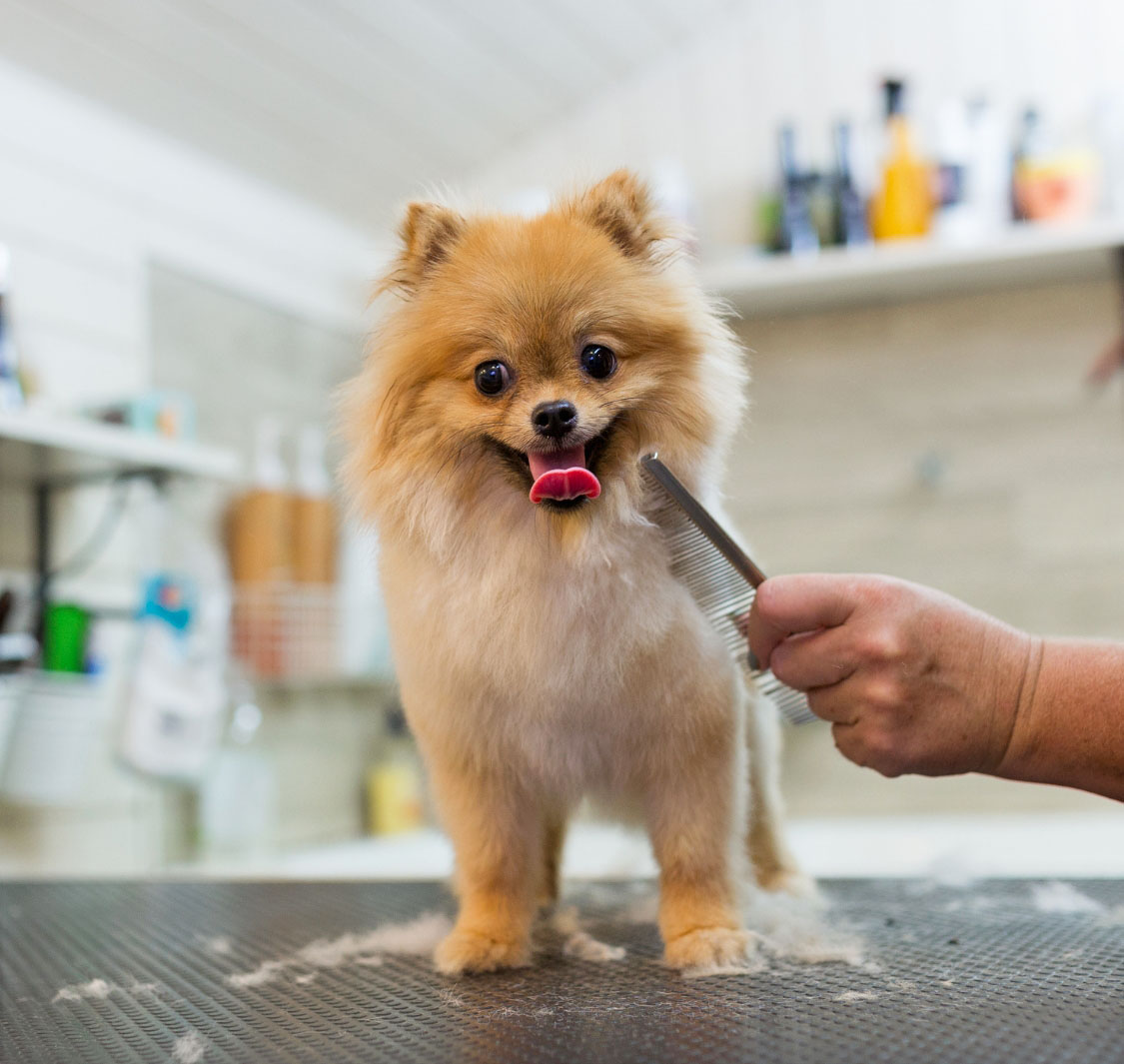 صالون حيوانات بوش