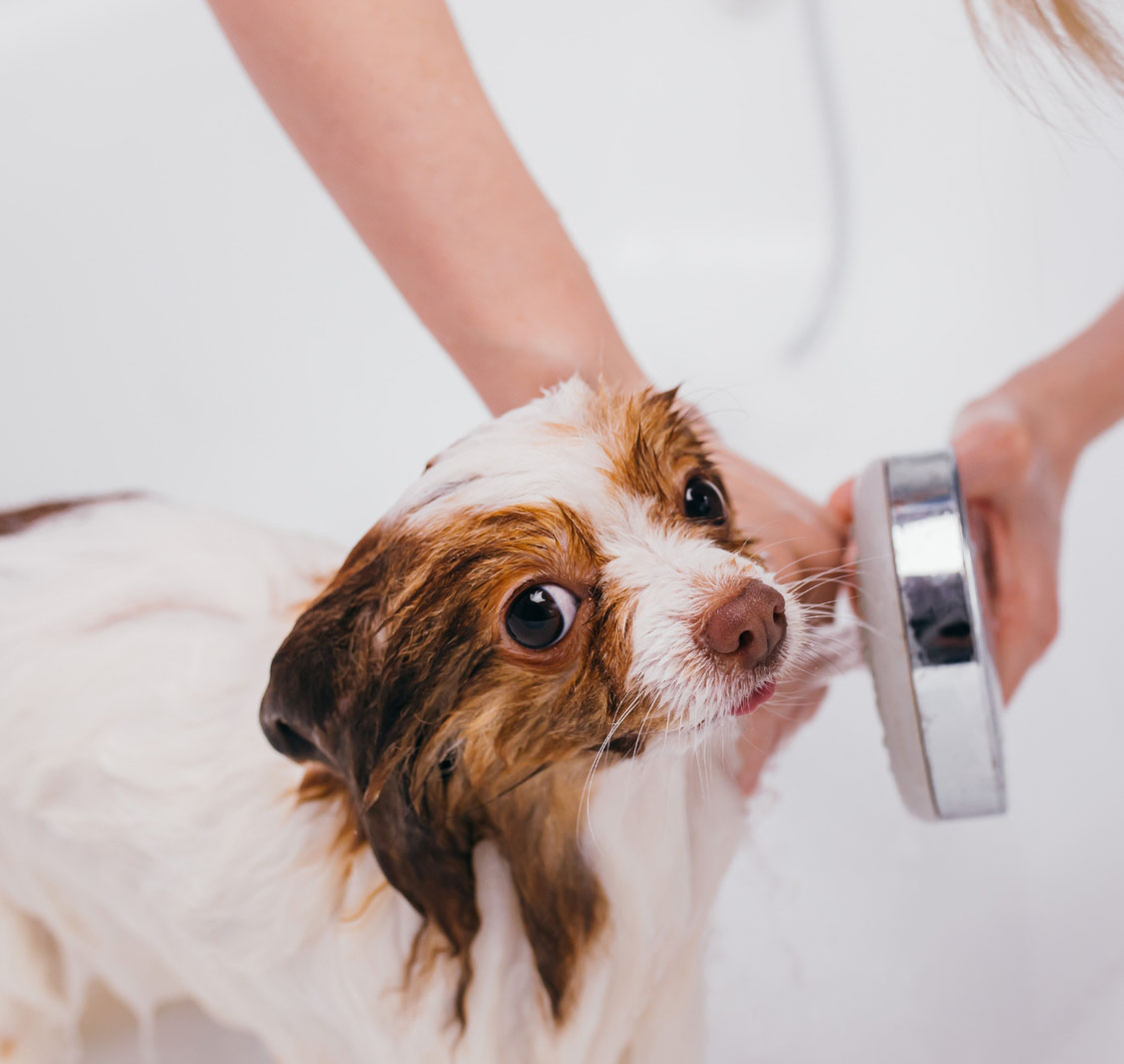 صالون حيوانات بوش