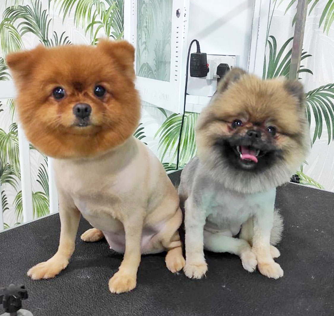 صالون حيوانات بوش