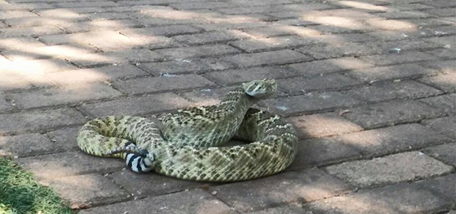 Snake City