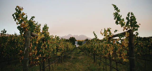 Spier Wine Farm 1692
